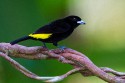 Flame-rumped Tanager (Ramphocelus flammigerus)