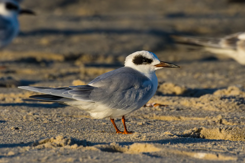 Forster's Tern (Sterna forsteri)