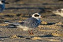 Forster's Tern (Sterna forsteri)