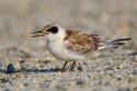 Forster's Tern (Sterna forsteri)