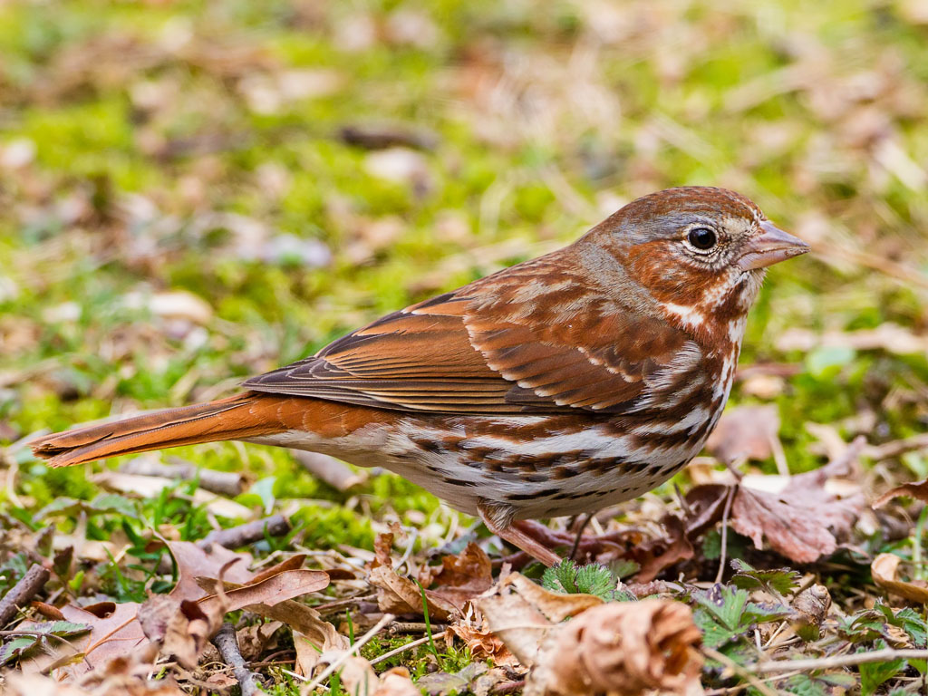 Fox Sparrow (Passerella iliaca)