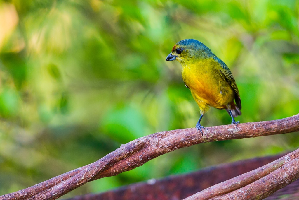 Fulvous-vented Euphonia (Euphonia fulvicrissa)