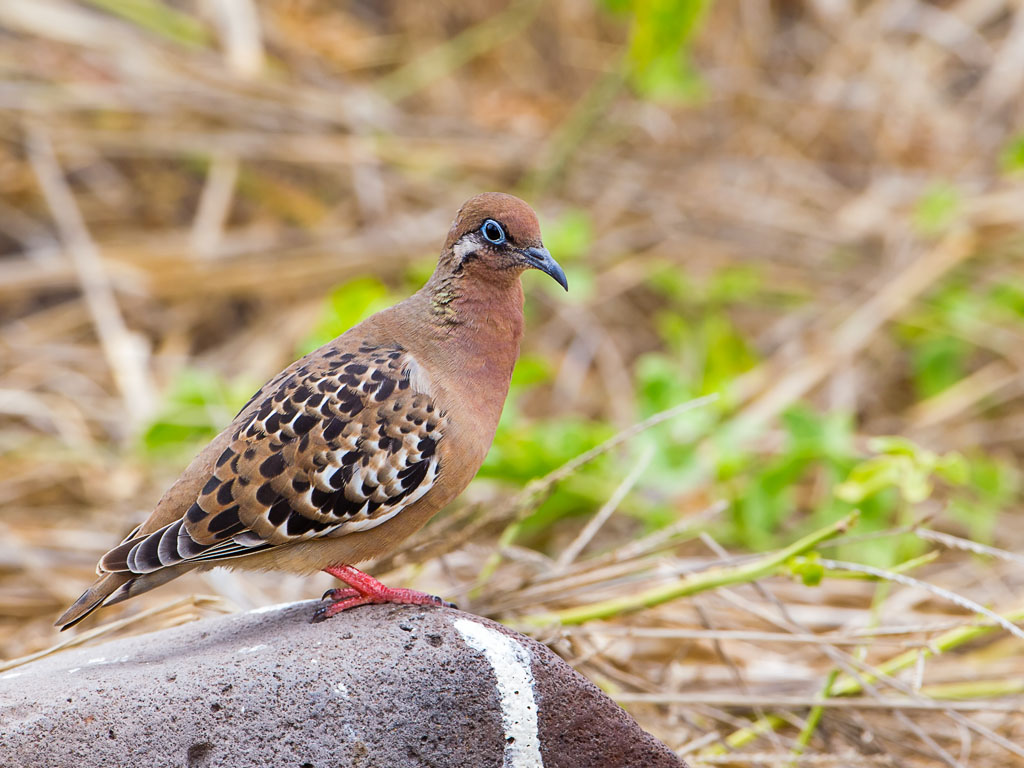 Galapagos Dove (Zenaida auriculata)