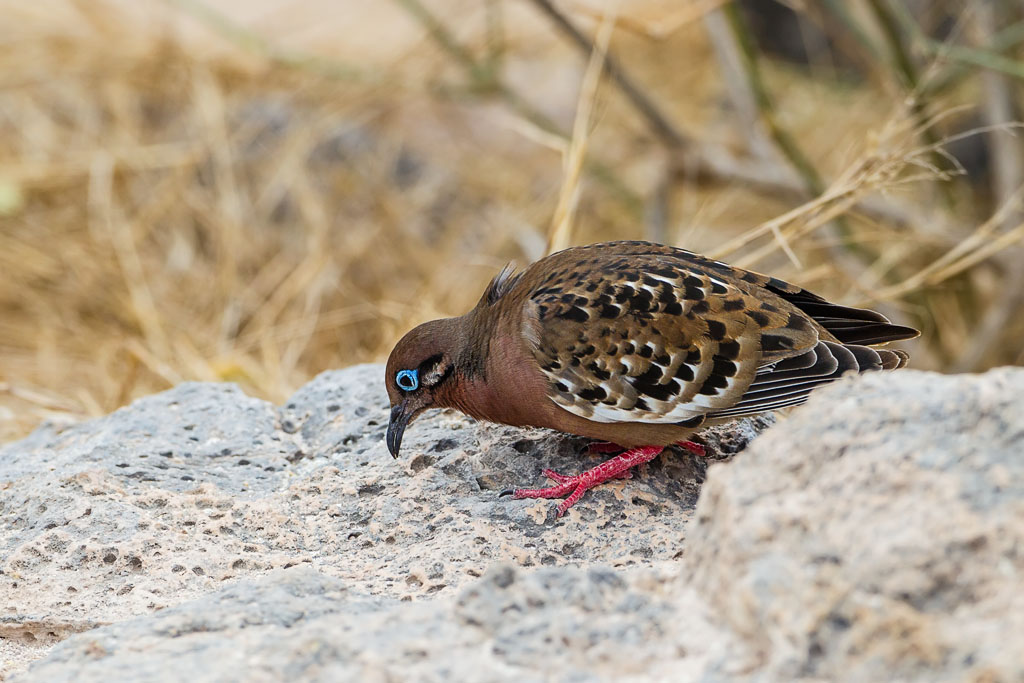 Galapagos Dove (Zenaida auriculata)