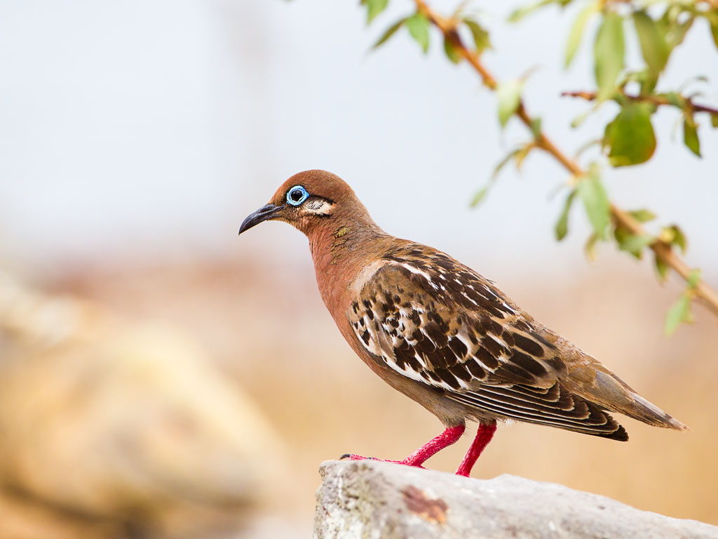 Galapagos Dove (Zenaida auriculata)