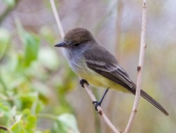 Galapagos Flycatcher (Myiarchus magnirostris)