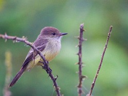 Galapagos Flycatcher (Myiarchus magnirostris)