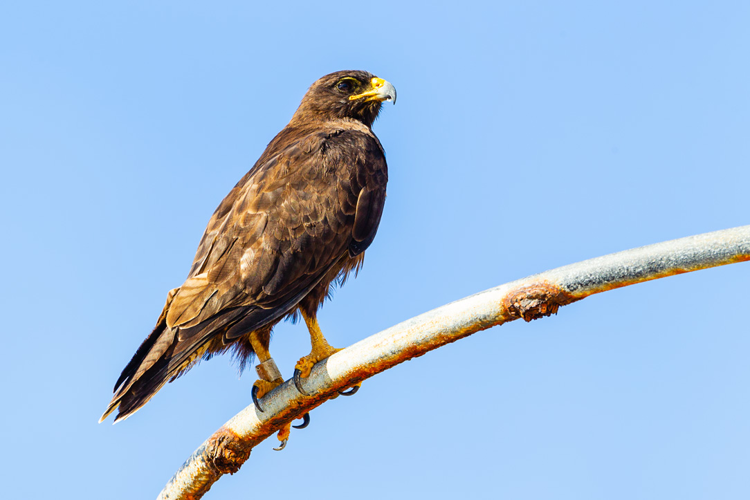 Galapagos Hawk (Buteo galapagoensis)