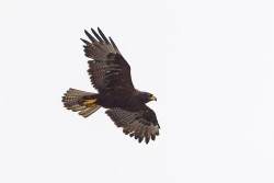 Galapagos Hawk (Buteo galapagoensis)