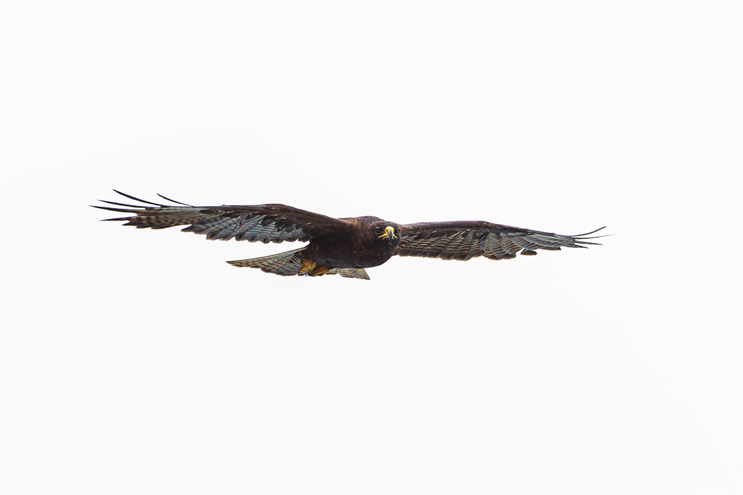 Galapagos Hawk (Buteo galapagoensis)