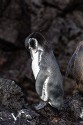 Galapagos Penguin (Spheniscus mendiculus)