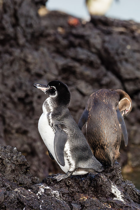 Galapagos Penguin (Spheniscus mendiculus)