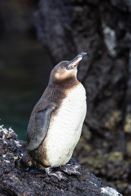 Galapagos Penguin (Spheniscus mendiculus)