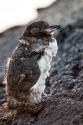 Galapagos Penguin (Spheniscus mendiculus)