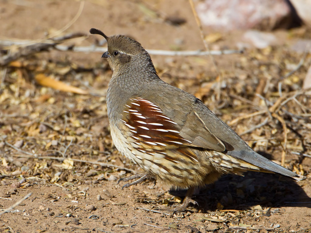 Gambel's Quail (Callipepla gambelii)