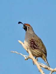 Gambel's Quail (Callipepla gambelii)