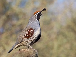 Gambel's Quail (Callipepla gambelii)