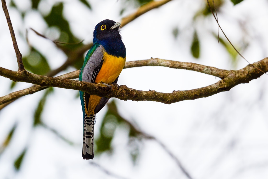 Gartered Trogon (Trogon caligatus)