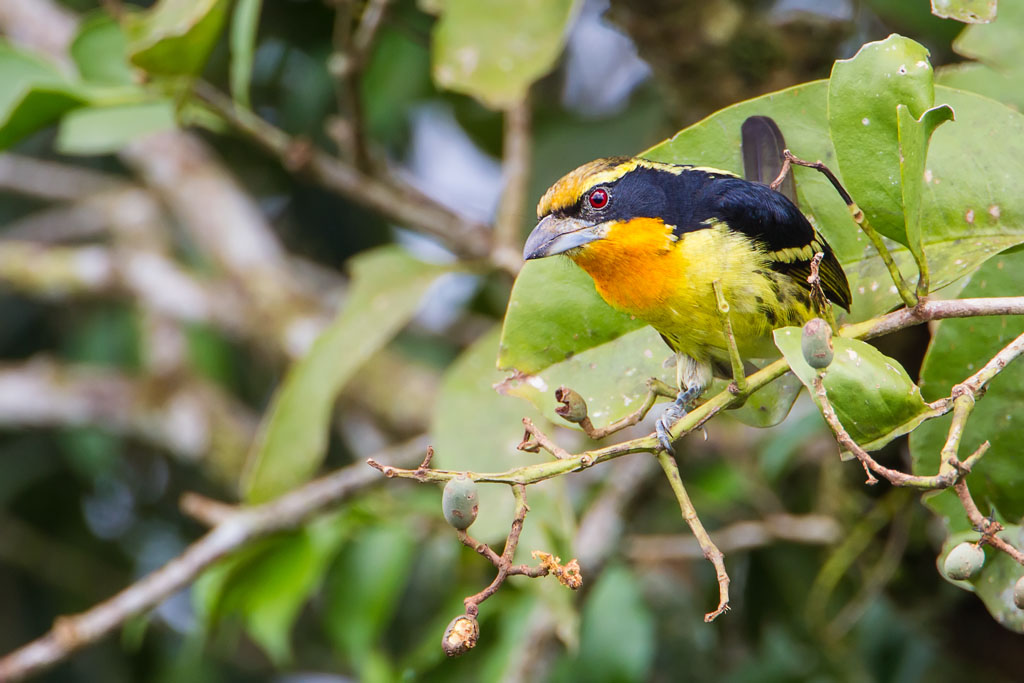 Gilded Barbet (Capito auratus)