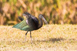 Glossy Ibis (Plegadis falcinellus)