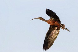 Glossy Ibis (Plegadis falcinellus)