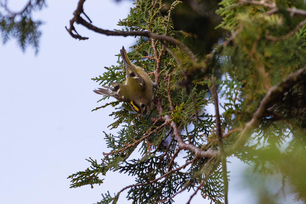 Goldcrest (Regulus regulus)