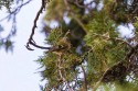 Goldcrest (Regulus regulus)