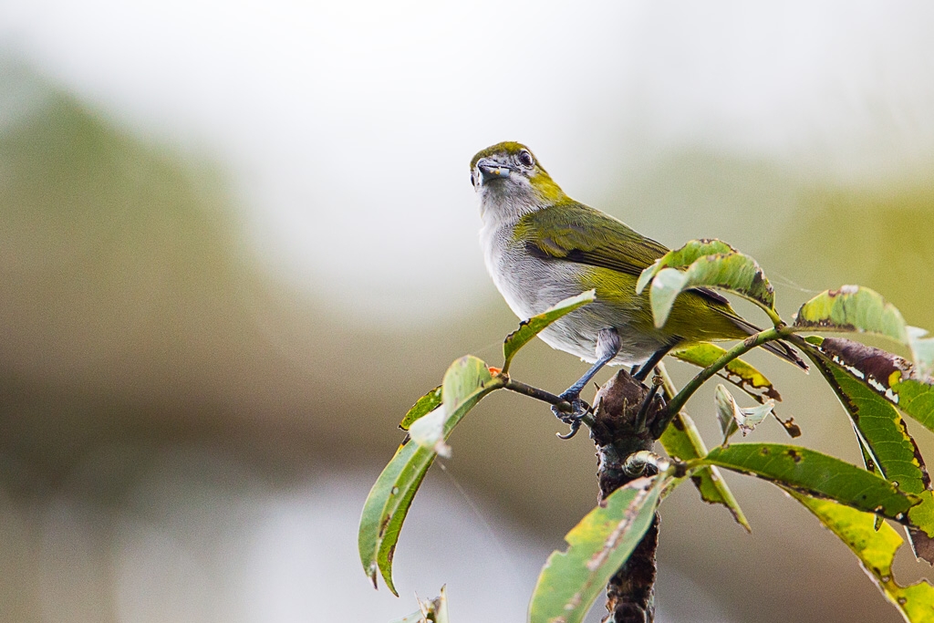 Golden-bellied Euphonia (Euphonia chrysopasta)