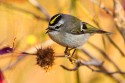 Golden-crowned Kinglet (Regulus satrapa)