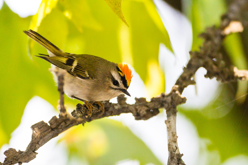 Golden-crowned Kinglet (Regulus satrapa)