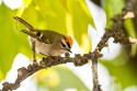 Golden-crowned Kinglet (Regulus satrapa)