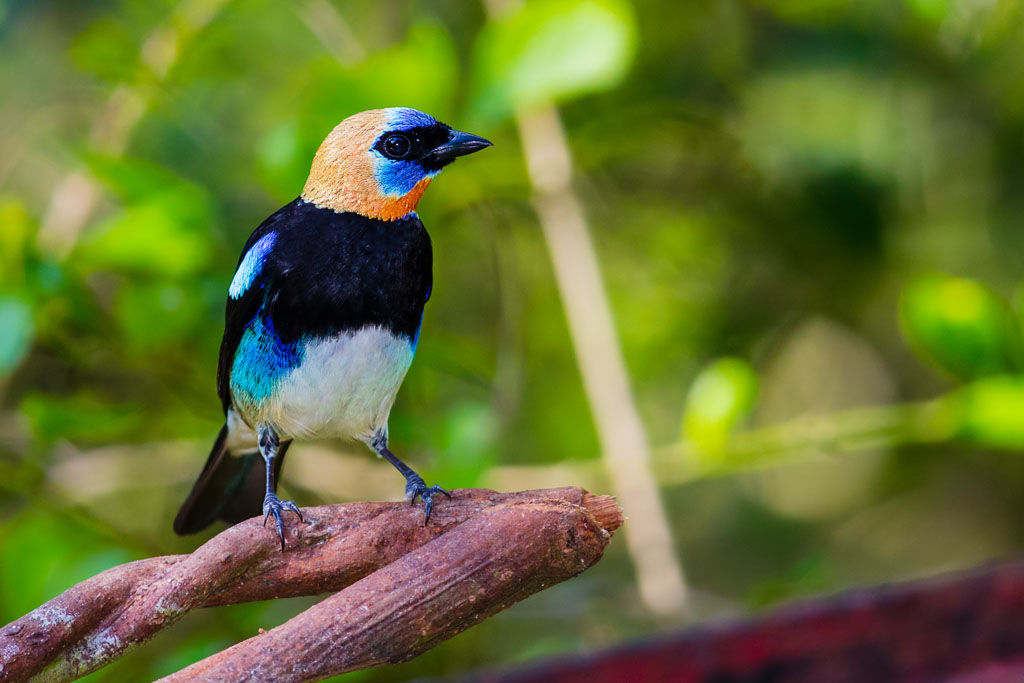 Golden-hooded Tanager (Tangara larvata)