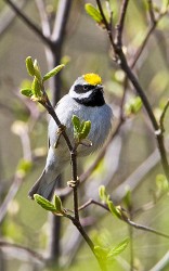 Golden-winged Warbler (Vermivora chrysoptera)