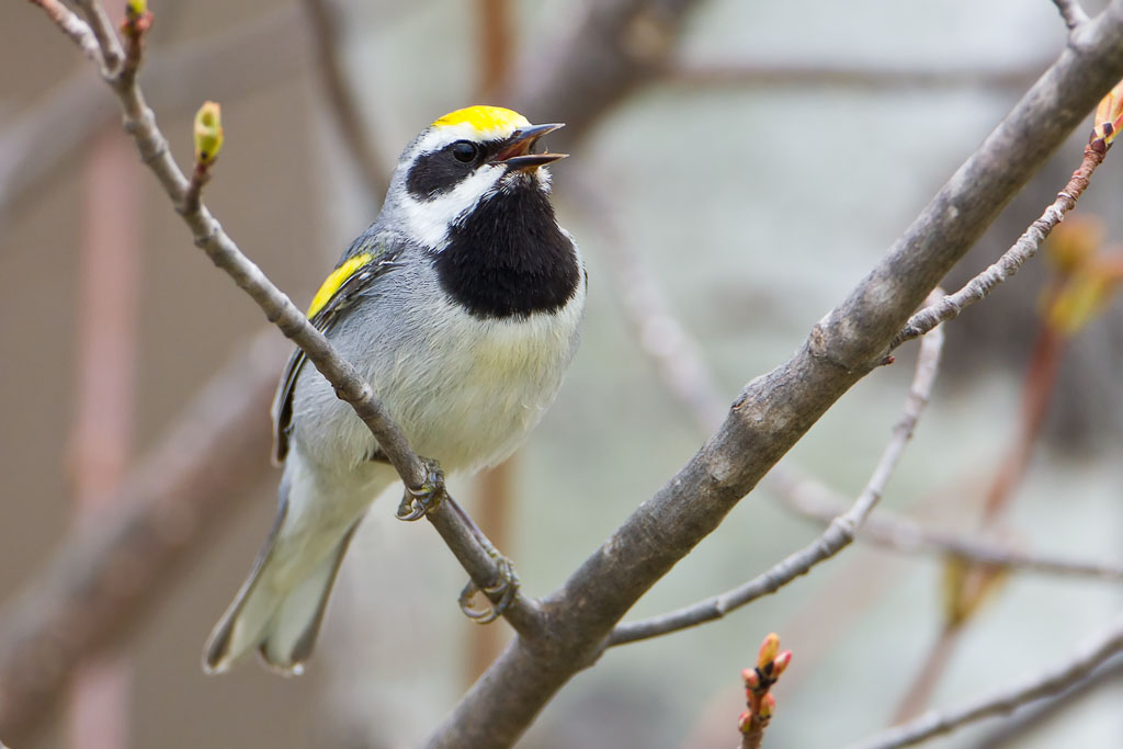 Golden-winged Warbler (Vermivora chrysoptera)