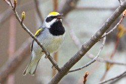 Golden-winged Warbler (Vermivora chrysoptera)