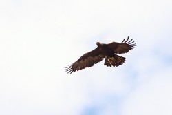 Golden Eagle (Aquila chrysaetos)