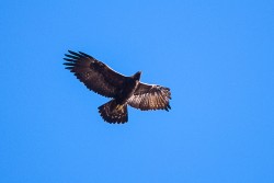 Golden Eagle (Aquila chrysaetos)