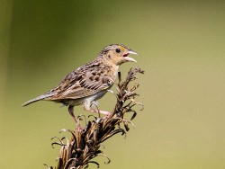 Grasshopper Sparrow (Ammodramus savannarum)