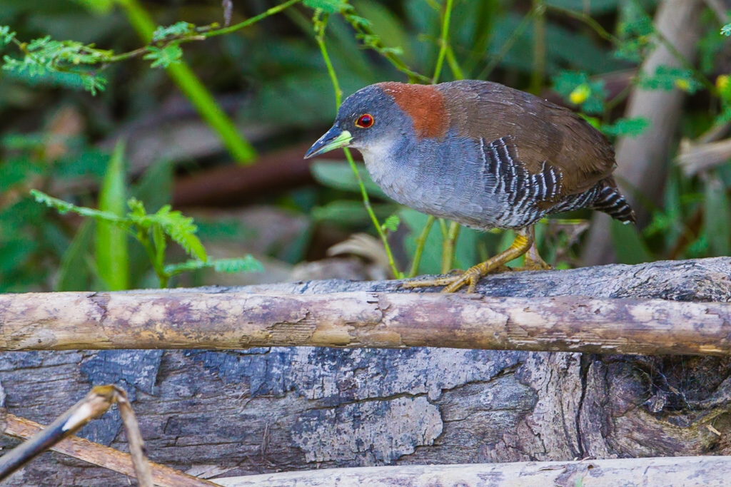 Gray-breasted Crake (Laterallus exilis)