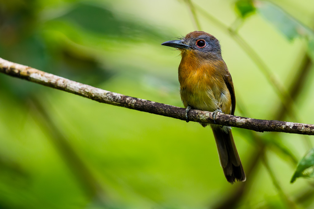 Gray-cheeked Nunlet (Nonnula frontalis)