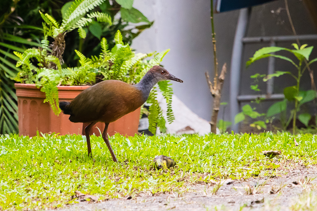 Gray-cowled Wood-Rail (Aramides cajaneus)