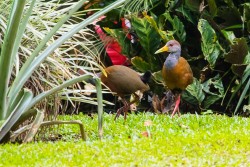 Gray-cowled Wood-Rail (Aramides cajaneus)