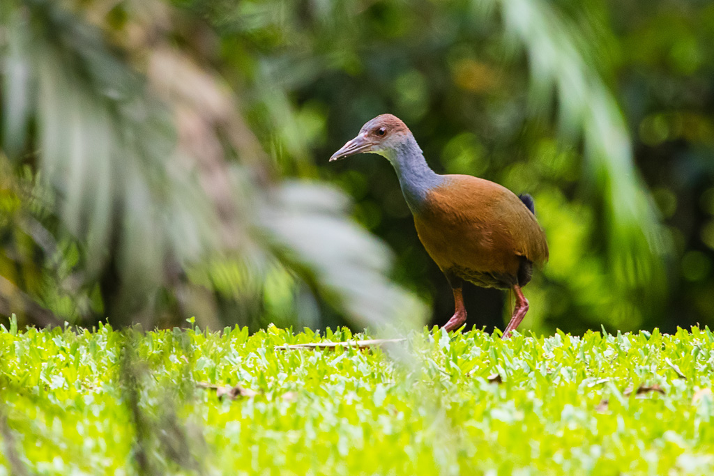 Gray-cowled Wood-Rail (Aramides cajaneus)