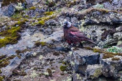 Gray-crowned Rosy-Finch (Pribilof Is.) (Leucosticte tephrocotis umbrina)