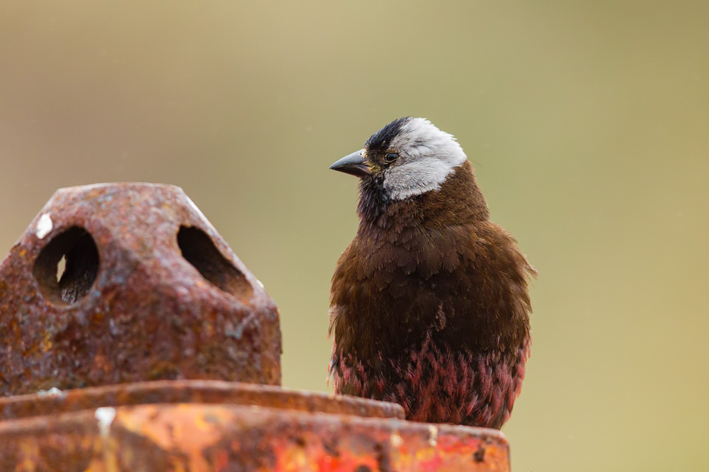 Gray-crowned Rosy-Finch (Pribilof Is.) (Leucosticte tephrocotis umbrina)