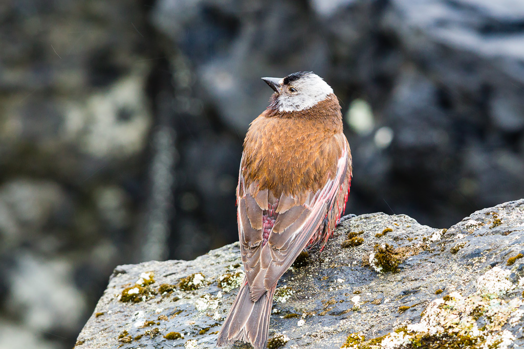 Gray-crowned Rosy-Finch (Leucosticte tephrocotis)