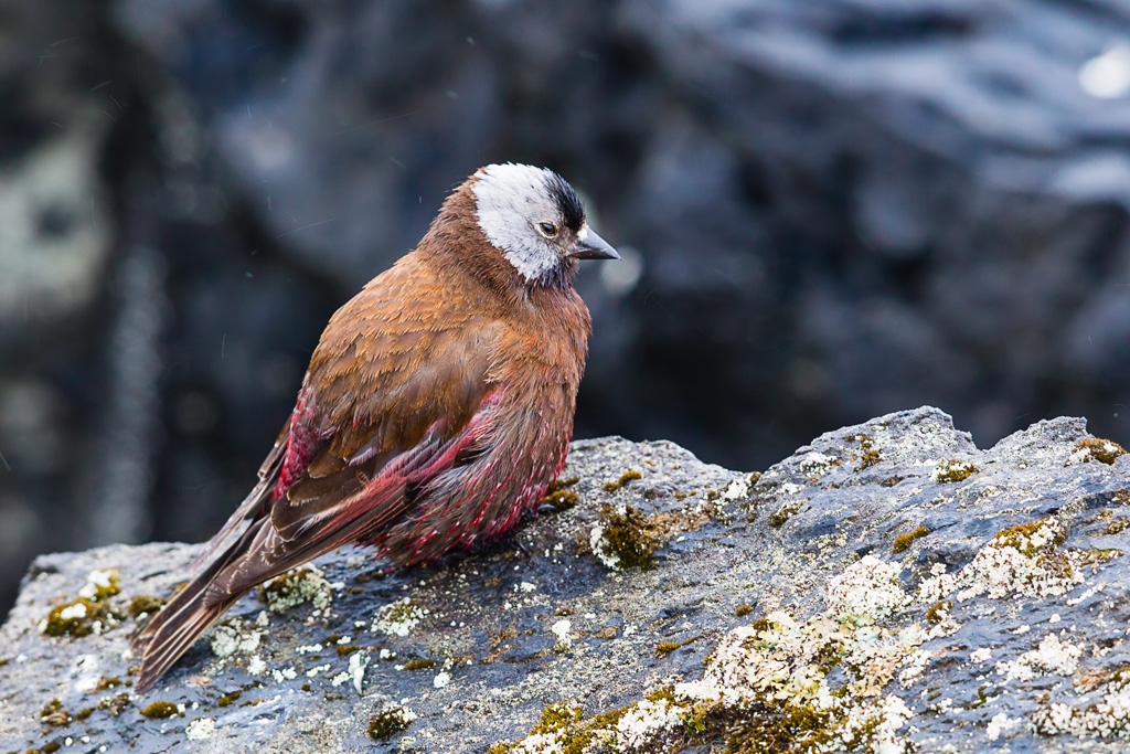 Gray-crowned Rosy-Finch (Leucosticte tephrocotis)