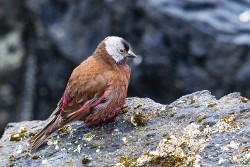 Gray-crowned Rosy-Finch (Leucosticte tephrocotis)