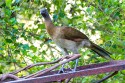 Gray-headed Chachalaca (Ortalis cinereiceps)