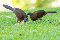 Gray-headed Chachalaca (Ortalis cinereiceps)